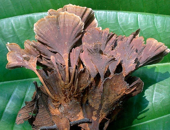 TL-8174 - Stipitochaete damaecornis.jpg