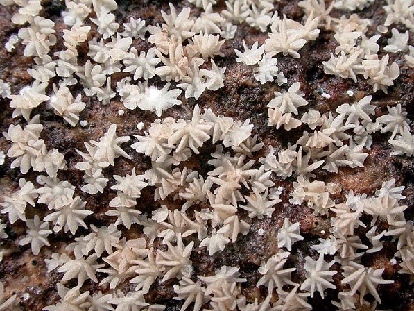 TL-8213 - Crepidotus quitense.jpg