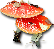 Amanita