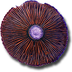 Cortinarius