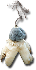 Geastrum