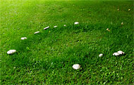 mark-champignon