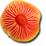 Hygrocybe coccinea