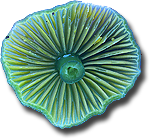 Hygrocybe psittasina