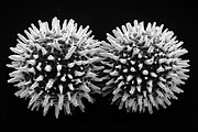 mycelium
