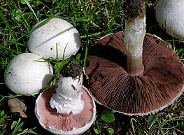 mark-champignon