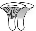 kantareller