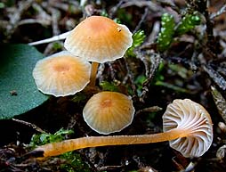 orange-mosnavlehat