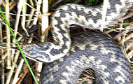 hugorm