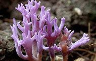 ramariopsis pulchella