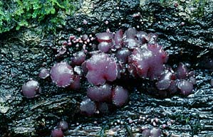 Ascocoryne sarcoides , r&oslash;dlilla sejskive, Purple Jellydisc, s&oslash;skenfiolbeger, violett gelésk&aring;l, P&aring;rse knoopzwam, Fleischroter Gallertbecher, Ascocoryne charnue