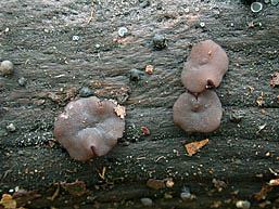 Ascocoryne sarcoides , r&oslash;dlilla sejskive, Purple Jellydisc, s&oslash;skenfiolbeger, violett gelésk&aring;l, P&aring;rse knoopzwam, Fleischroter Gallertbecher, Ascocoryne charnue