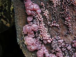 Ascocoryne sarcoides , r&oslash;dlilla sejskive, Purple Jellydisc, s&oslash;skenfiolbeger, violett gelésk&aring;l, P&aring;rse knoopzwam, Fleischroter Gallertbecher, Ascocoryne charnue