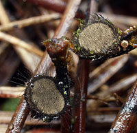 Desmazierella acicola , n&aring;leb&aelig;ger, h&aring;rbeger, igelkottssk&aring;l, Harige knoopzwam