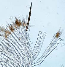 Desmazierella acicola , n&aring;leb&aelig;ger, h&aring;rbeger, igelkottssk&aring;l, Harige knoopzwam
