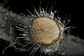 Desmazierella acicola , n&aring;leb&aelig;ger, h&aring;rbeger, igelkottssk&aring;l, Harige knoopzwam