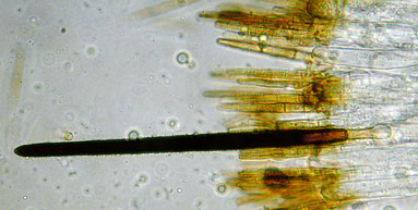 Desmazierella acicola , n&aring;leb&aelig;ger, h&aring;rbeger, igelkottssk&aring;l, Harige knoopzwam