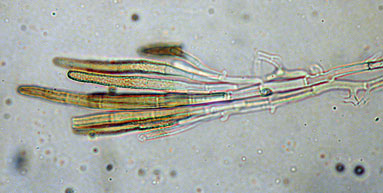 Desmazierella acicola , n&aring;leb&aelig;ger, h&aring;rbeger, igelkottssk&aring;l, Harige knoopzwam