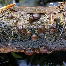 Pachyella babingtonii , "b&aelig;kb&aelig;ger", n&aelig;cksk&aring;l, Okerbruin beekschijfje, Rosabrauner Dickbecherling