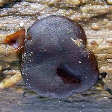 Pachyella babingtonii , "b&aelig;kb&aelig;ger", n&aelig;cksk&aring;l, Okerbruin beekschijfje, Rosabrauner Dickbecherling