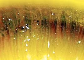 Pachyella babingtonii , "b&aelig;kb&aelig;ger", n&aelig;cksk&aring;l, Okerbruin beekschijfje, Rosabrauner Dickbecherling