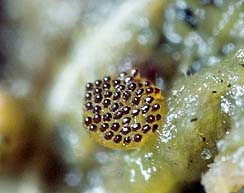 Saccobolus glaber , Dwergspikkelschijfje, Glatter Paketsporkotling