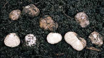 Stephensia bombycina , portryffel, Harige plooitruffel, Gelbe Seidentrüffel