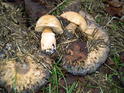 Agaricus depauperatus , finsk&aelig;llet champignon