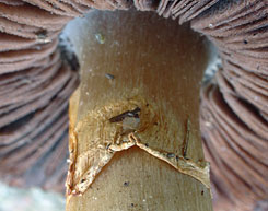 Agaricus depauperatus , finsk&aelig;llet champignon