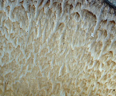 Agaricus depauperatus , finsk&aelig;llet champignon