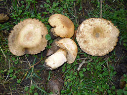 Agaricus depauperatus , finsk&aelig;llet champignon