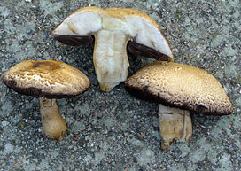 Agaricus depauperatus , finsk&aelig;llet champignon