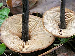 Macrocystidia cucumis , agurkehat, Cucumber Cap, agurkhatt, transkr&aelig;ling, Levertr&aring;nzwam, Gemeiner Gurkenschnitzling, Naucorie à odeur de concombre