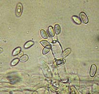 Macrocystidia cucumis , agurkehat, Cucumber Cap, agurkhatt, transkr&aelig;ling, Levertr&aring;nzwam, Gemeiner Gurkenschnitzling, Naucorie à odeur de concombre