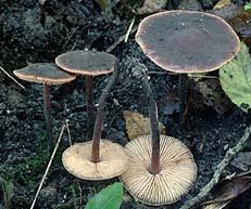 Macrocystidia cucumis , agurkehat, Cucumber Cap, agurkhatt, transkr&aelig;ling, Levertr&aring;nzwam, Gemeiner Gurkenschnitzling, Naucorie à odeur de concombre