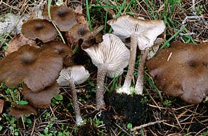 Myxomphalia maura , kulhat, branntussehatt, svartnavling, Splijtpl&aring;t, Dunkler Kohlennabeling, Omphale carbonicole