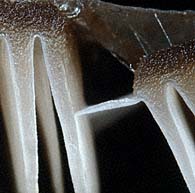 Myxomphalia maura , kulhat, branntussehatt, svartnavling, Splijtpl&aring;t, Dunkler Kohlennabeling, Omphale carbonicole