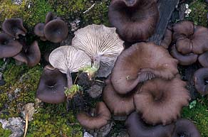 Myxomphalia maura , kulhat, branntussehatt, svartnavling, Splijtpl&aring;t, Dunkler Kohlennabeling, Omphale carbonicole