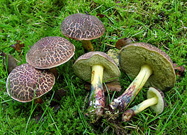 Boletus cisalpinus , finsprukken rørhat