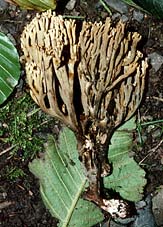 Ramaria broomei , svartnande fingersvamp, Broomes Koralle