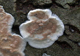 Cylindrobasidium evolvens , spr&aelig;kkehinde, Abl&oslash;sender Rindenschwamm