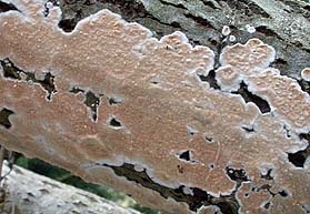 Cylindrobasidium evolvens , spr&aelig;kkehinde, Abl&oslash;sender Rindenschwamm