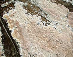 Cylindrobasidium evolvens , spr&aelig;kkehinde, Abl&oslash;sender Rindenschwamm