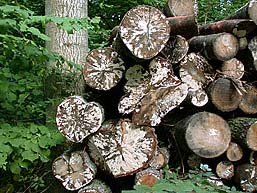 Cylindrobasidium evolvens , spr&aelig;kkehinde, Abl&oslash;sender Rindenschwamm