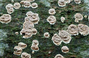 Cylindrobasidium evolvens , spr&aelig;kkehinde, Abl&oslash;sender Rindenschwamm