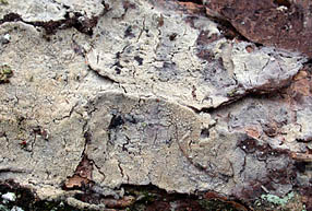 Tubulicrinis accedens , Hauchdünner Lyozystidenrindenpilz