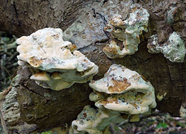 Inonotus rheades , r&aelig;ve-spejlporesvamp, brun ospekjuke, r&aelig;vticka, Vosrode weerschijnzwam, Fuchsroter Schillerporling