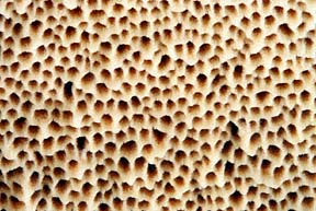 Inonotus rheades , r&aelig;ve-spejlporesvamp, brun ospekjuke, r&aelig;vticka, Vosrode weerschijnzwam, Fuchsroter Schillerporling