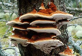 Inonotus rheades , r&aelig;ve-spejlporesvamp, brun ospekjuke, r&aelig;vticka, Vosrode weerschijnzwam, Fuchsroter Schillerporling