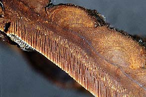 Phylloporia ribis , ribs-ildporesvamp, ripskjuke, krusb&aelig;rsticka, Beeren-Strauchporling